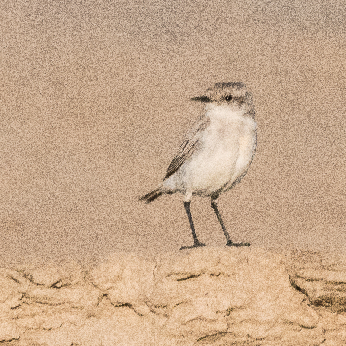 Traquet tractrac adulte (Tractrac chat, Emarginata tractrac), Vallée de l'Hoarusib, Parc National de la Côte des Squelettes, Namibie.